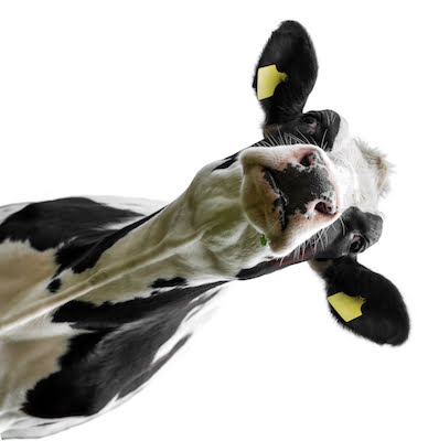 Cow,On,A,White,Background Mooeeeeehhhhhhhhh