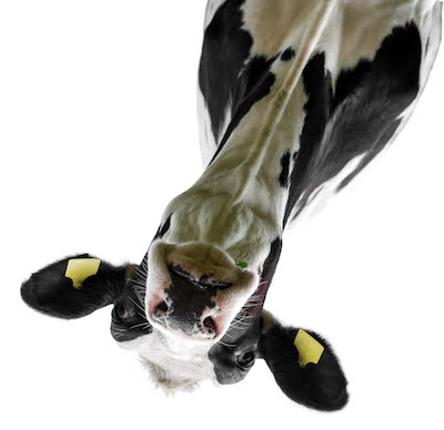 Cow,On,A,White,Background